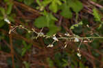 Desmodium